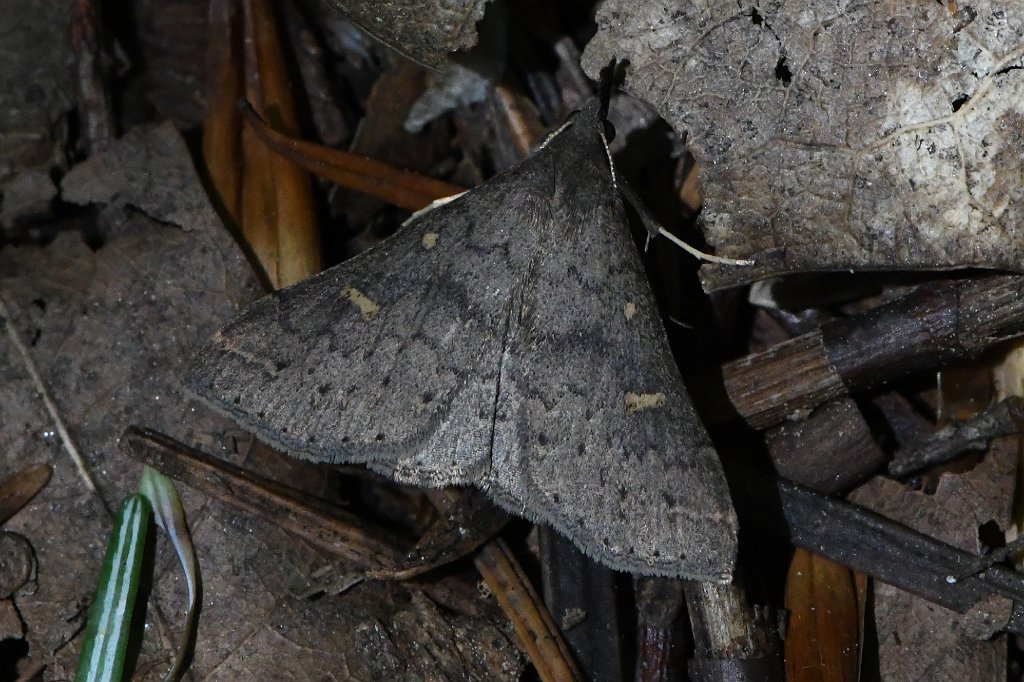 057 2017-07091609 Moore State Park, MA.JPG - Smoky Tetanolita Moth (Tetanolita mynesalis). Moore State Park, MA, 7-9-2017